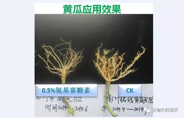 氨基寡糖素 - 植物的免疫衛(wèi)士，根結(jié)線蟲的克星