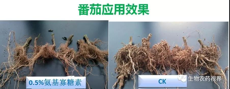 氨基寡糖素 - 植物的免疫衛(wèi)士，根結(jié)線蟲的克星