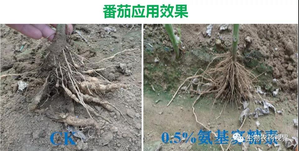氨基寡糖素 - 植物的免疫衛(wèi)士，根結(jié)線蟲的克星