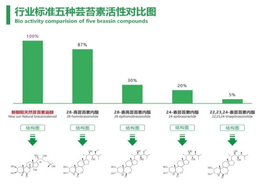 小麥拌種選新朝陽天然蕓苔素，讓小麥高產(chǎn)贏在起跑線上?。ㄐ←溤谑裁磿r(shí)候用蕓苔素效果最佳）