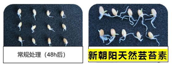 小麥拌種選新朝陽天然蕓苔素，讓小麥高產(chǎn)贏在起跑線上！（小麥在什么時(shí)候用蕓苔素效果最佳）