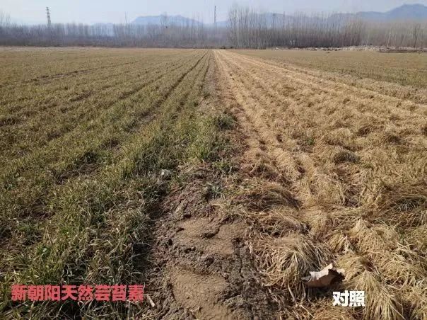 小麥拌種選新朝陽天然蕓苔素，讓小麥高產(chǎn)贏在起跑線上?。ㄐ←溤谑裁磿r(shí)候用蕓苔素效果最佳）