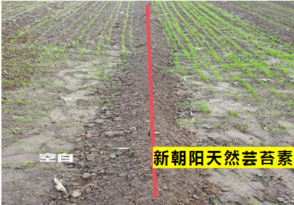 小麥拌種選新朝陽天然蕓苔素，讓小麥高產(chǎn)贏在起跑線上！（小麥在什么時(shí)候用蕓苔素效果最佳）